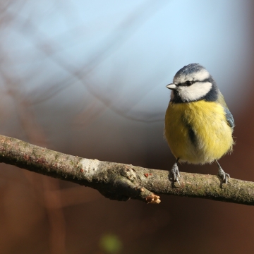 mesange bleue_20230115_a